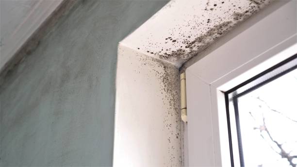 Best Attic Mold Removal  in Dawson, GA