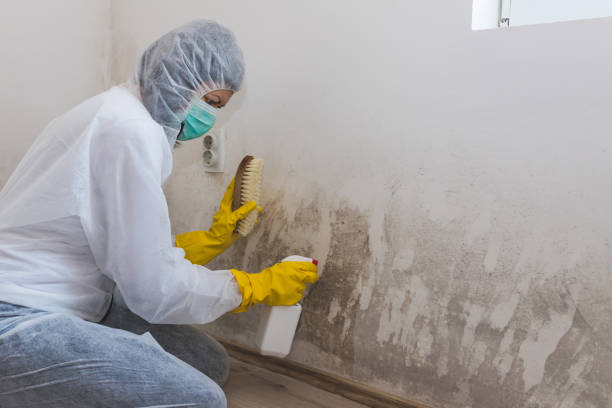 Best Asbestos and Lead Testing During Mold Inspection  in Dawson, GA