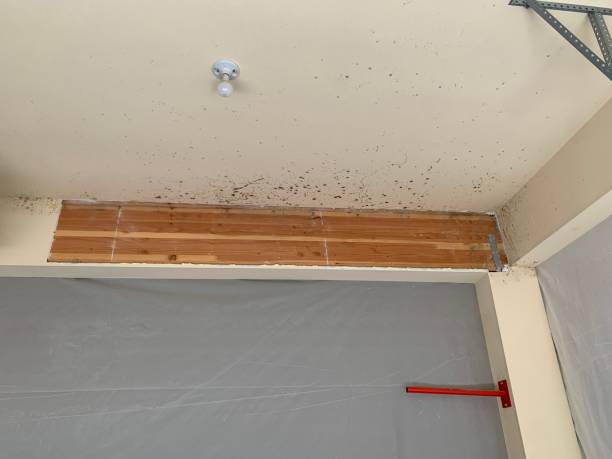 Best Environmental Consulting for Mold Prevention  in Dawson, GA