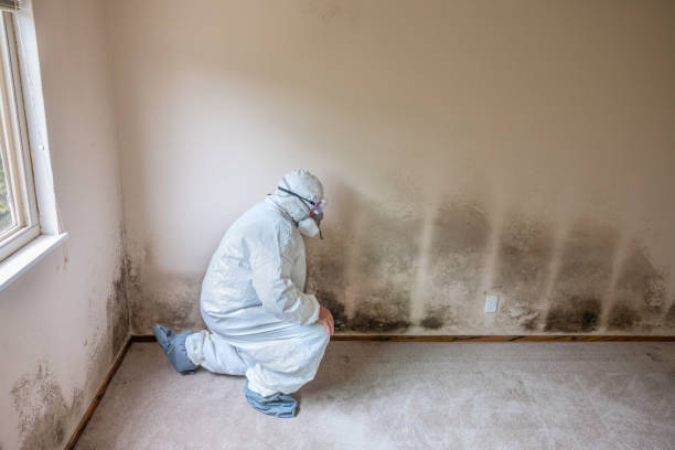 Best Industrial Mold Remediation  in Dawson, GA