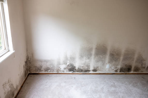 Best Biohazard Mold Removal  in Dawson, GA